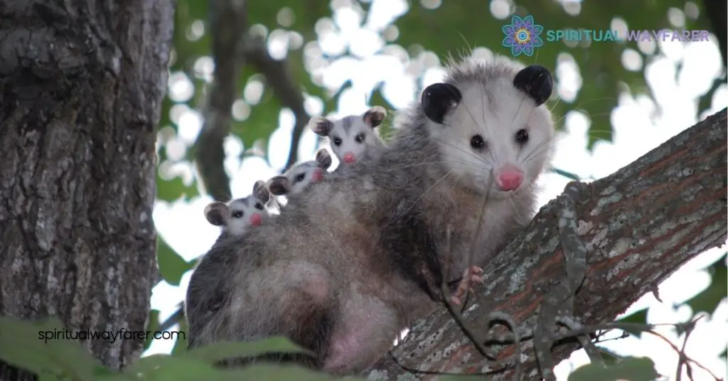 How the Opossum Spirit Animal Can Transform Your Life with Resilience and Adaptability 2 Symbolism and Meaning
