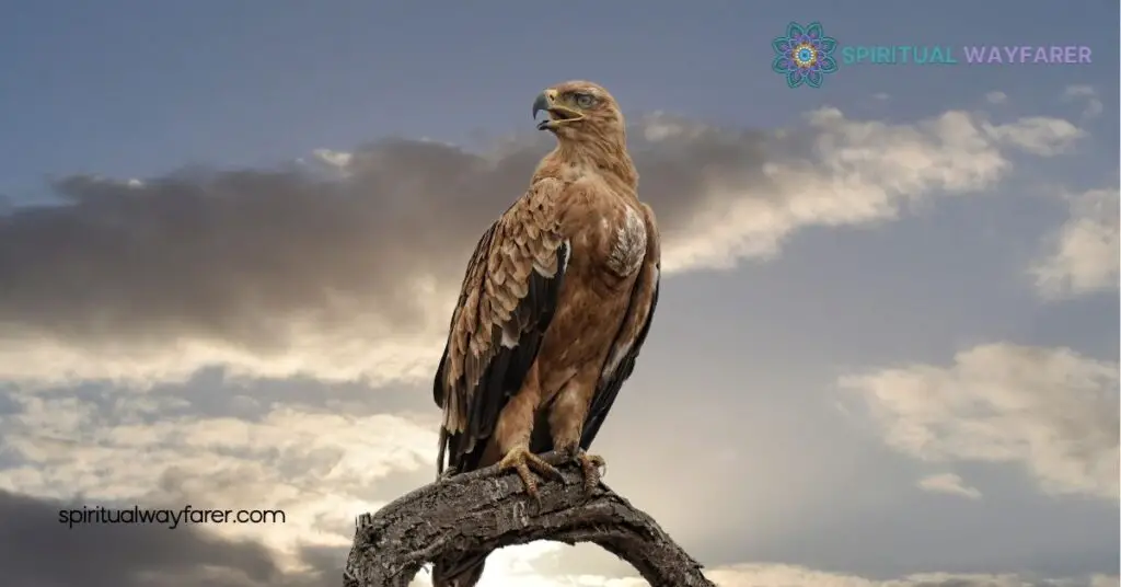Falcon Spirit Animal Meaning Revealed: Harness Its Power for Success 2 Symbolism and Significance