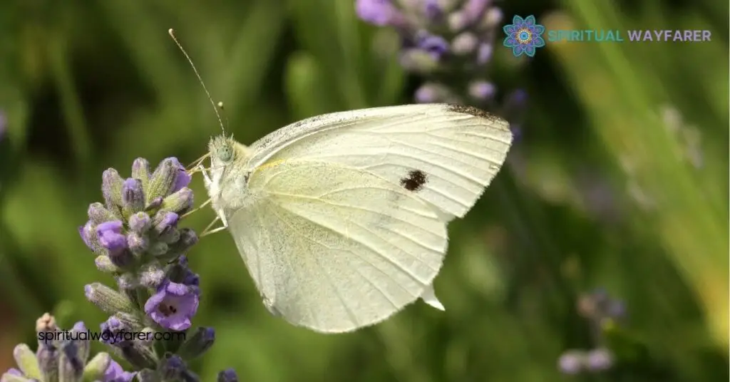 Discover the Spiritual Meaning of a White Moth: Messages for Your Journey 2 Symbolism and Spiritual Significance