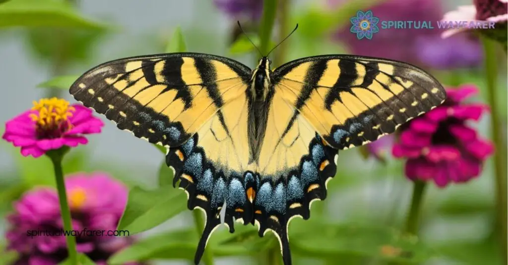 Exploring the Spiritual Meaning and Symbolism of the Tiger Swallowtail Butterfly 3 Symbolism in Different Cultures