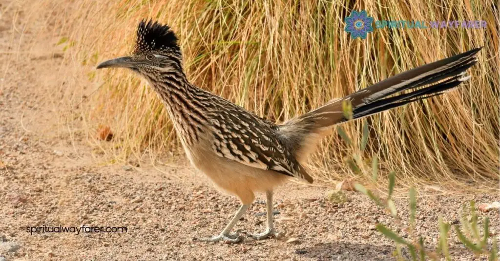 Discover the Hidden Meaning Behind Roadrunner Symbolism 2 Symbolism in Literature
