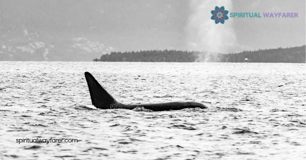 Blackfish See Carp Symbolism Explained: Discover Their Deep Meanings 4 Symbolism in Literature and Art