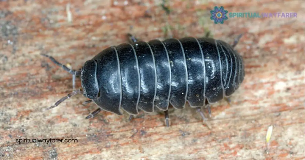 Unlock the Spiritual Meaning of Roly Poly Bugs: Embrace Resilience & Growth 2 Symbolism in Nature