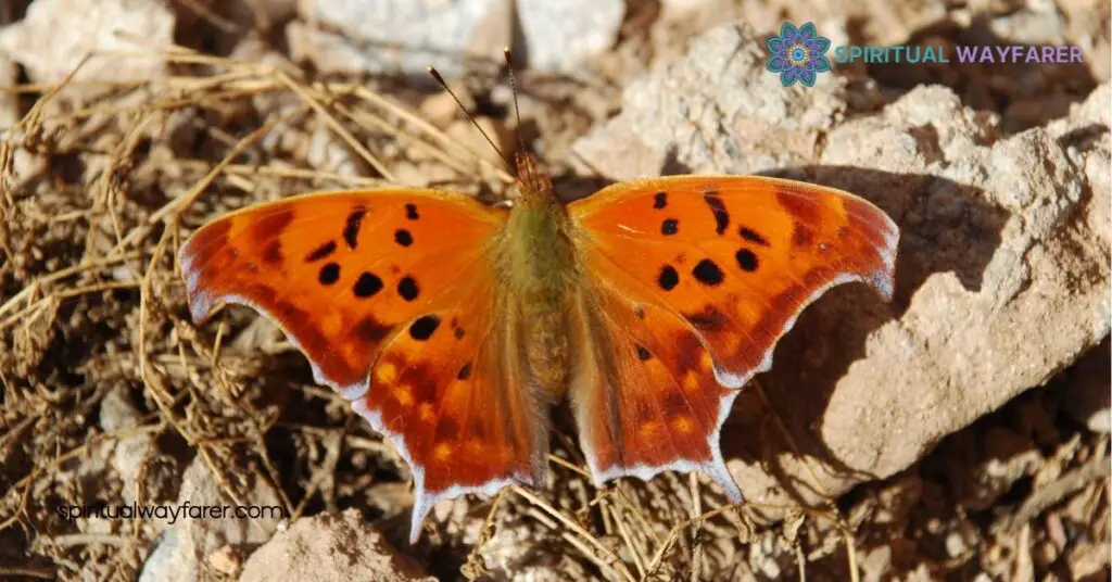 Question Mark Butterfly Spiritual Meaning & Symbolism Explained 2 Symbolism in Various Cultures