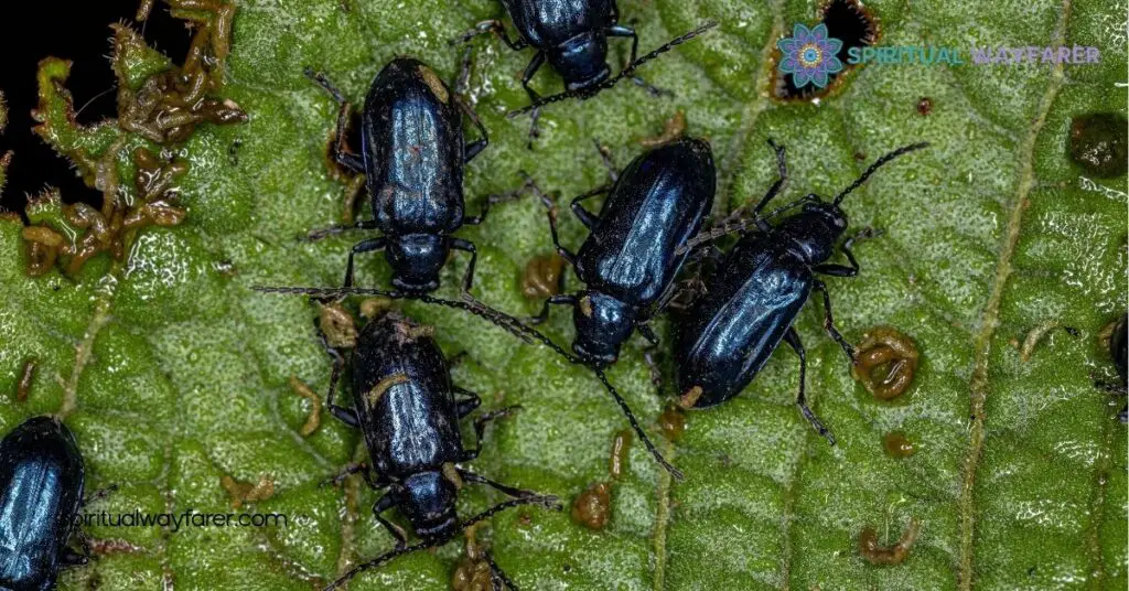 The Spiritual Meaning of Black Beetles: Unlock Transformation & Resilience 1 Symbolism of Black Beetles