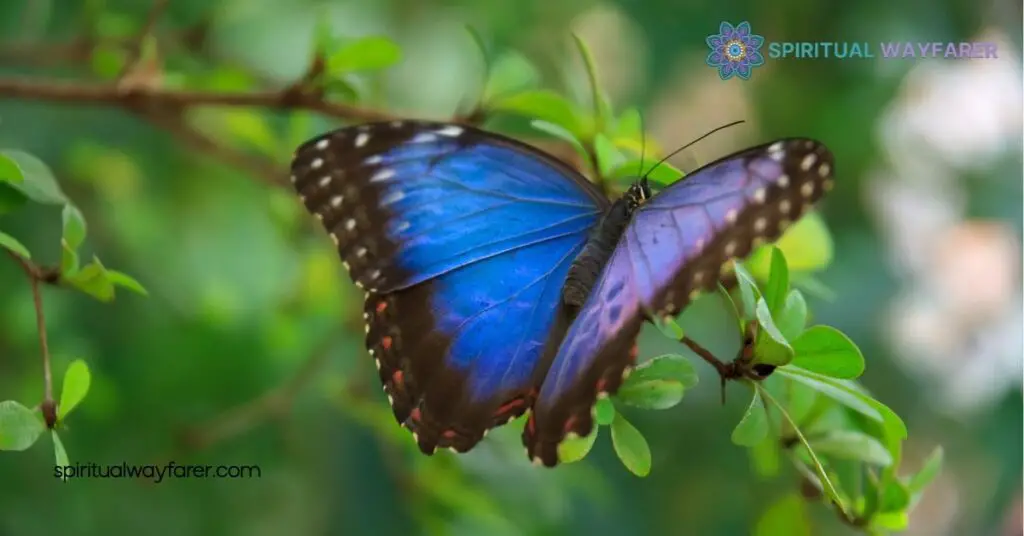 Black and Blue Butterflies in the Bible: Uncover Their Spiritual Meaning 1 Symbolism of Butterflies in the Bible