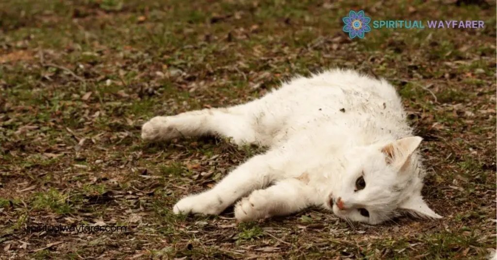 Spiritual Meaning of Dead Cat Dreams: What They Reveal About You 2 Symbolism of Cats in Spirituality
