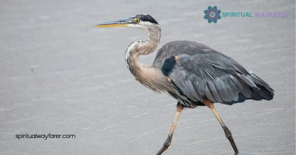 Heron Spiritual Meaning: Unlock the Secrets of Balance and Clarity 2 Symbolism of Herons in Different Cultures