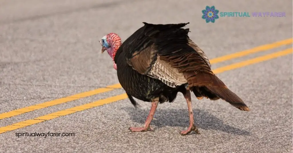 What Is the Spiritual Meaning of a Turkey Crossing Your Path? 2 Symbolism of Turkeys in Spiritual Traditions