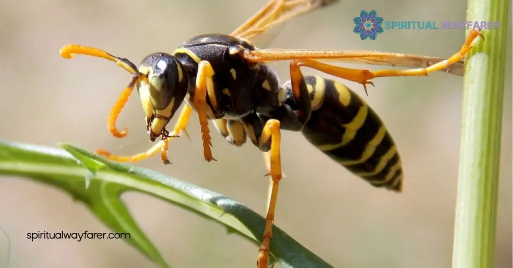 Spiritual Meaning Wasps: Unlock Their Symbolism for Transformation & Growth 1 Symbolism of Wasps