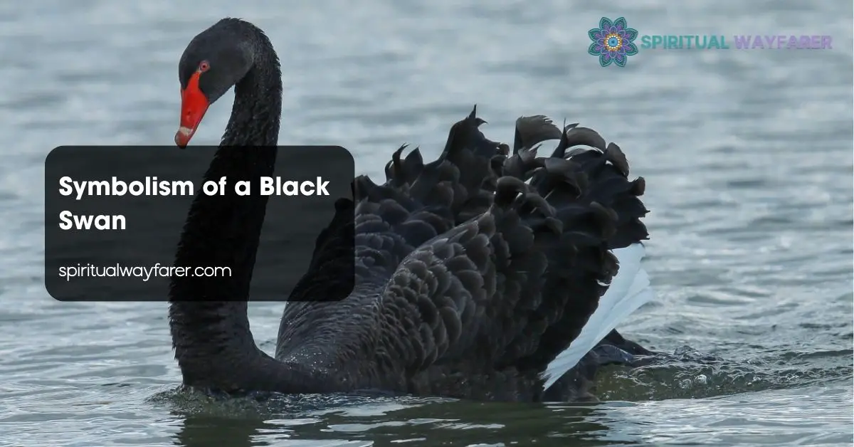 Symbolism of a Black Swan