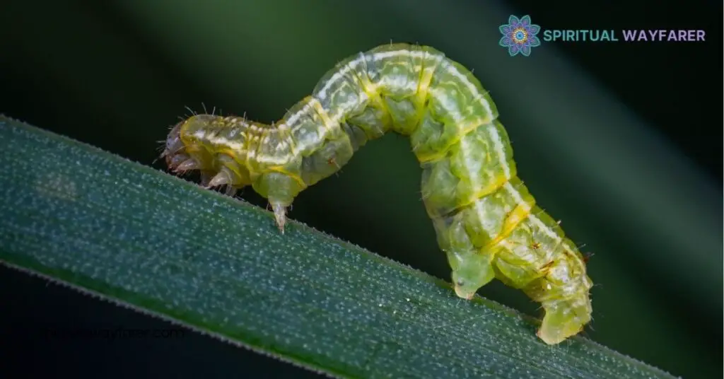 The Spiritual Meaning of a Caterpillar: Unlocking Transformation and Personal Growth 1 Symbolism of the Caterpillar in Spirituality