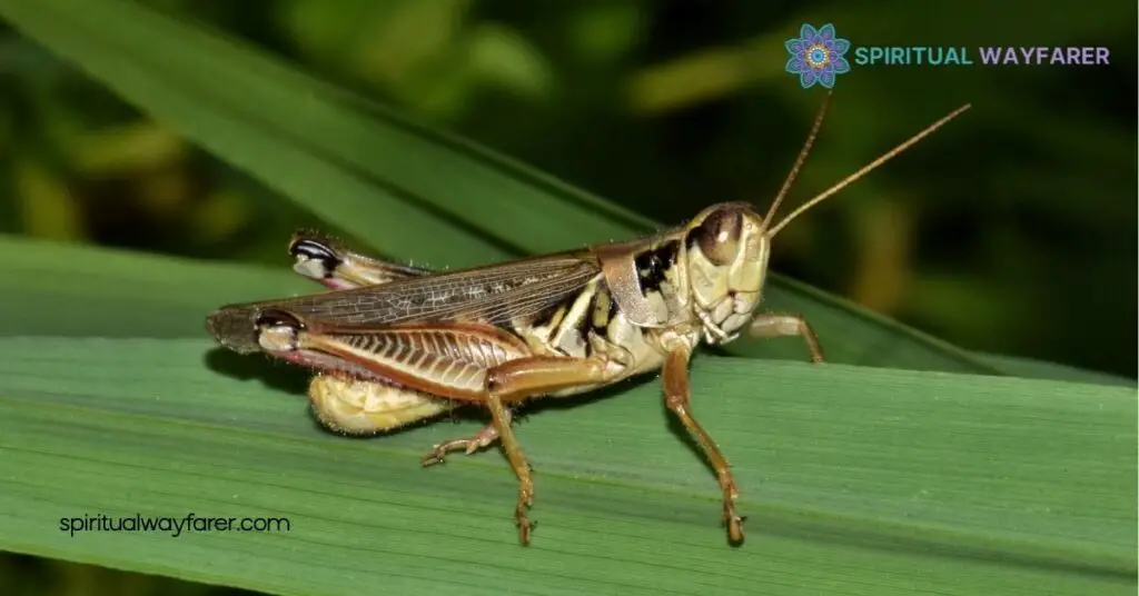 Brown Grasshopper Spiritual Symbolism: What It Means for Your Life 2 The Color Brown in Spiritual Symbolism