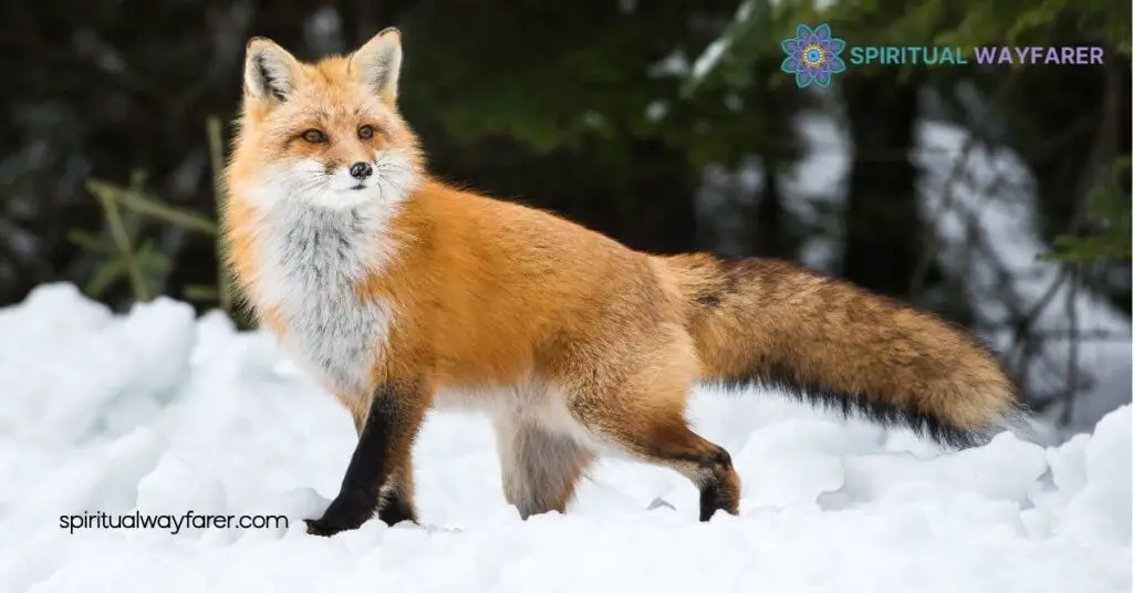 Unlocking Fox Symbolism: Discover the Hidden Meanings Behind This Cunning Creature 1 The Cultural Significance Of Foxes