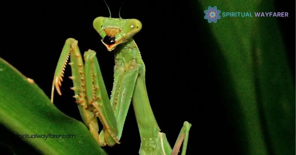 Exploring Praying Mantis Symbolism: Cultural Meanings and Spiritual Significance 1 The Cultural Significance of the Praying Mantis