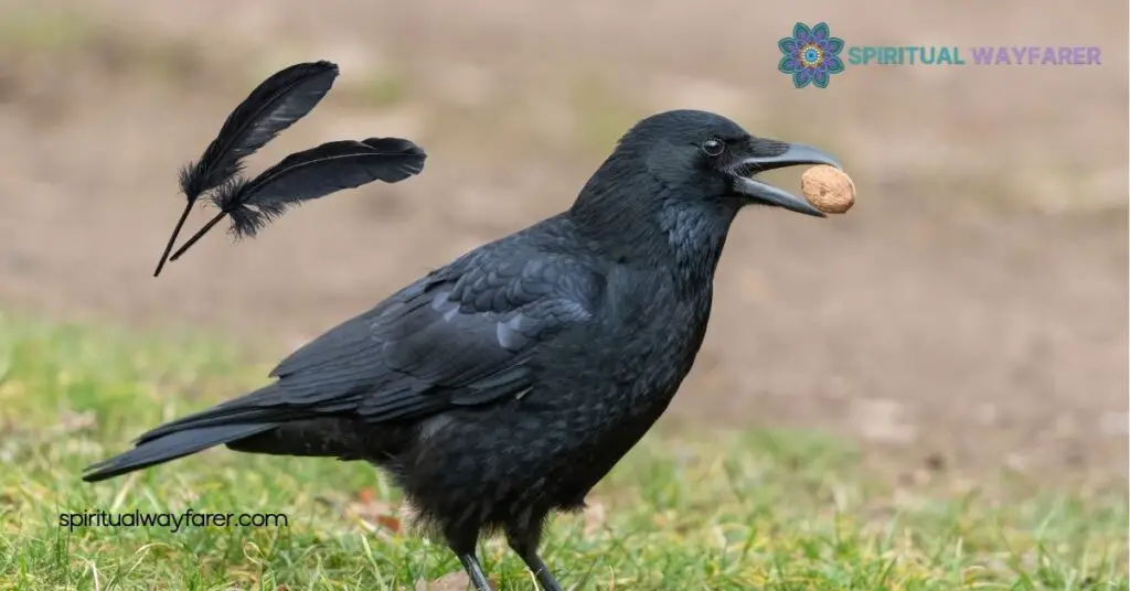 Discover Crow Feather Symbolism: Meanings Across Cultures and History 1 The Historical Significance of Crow Feathers