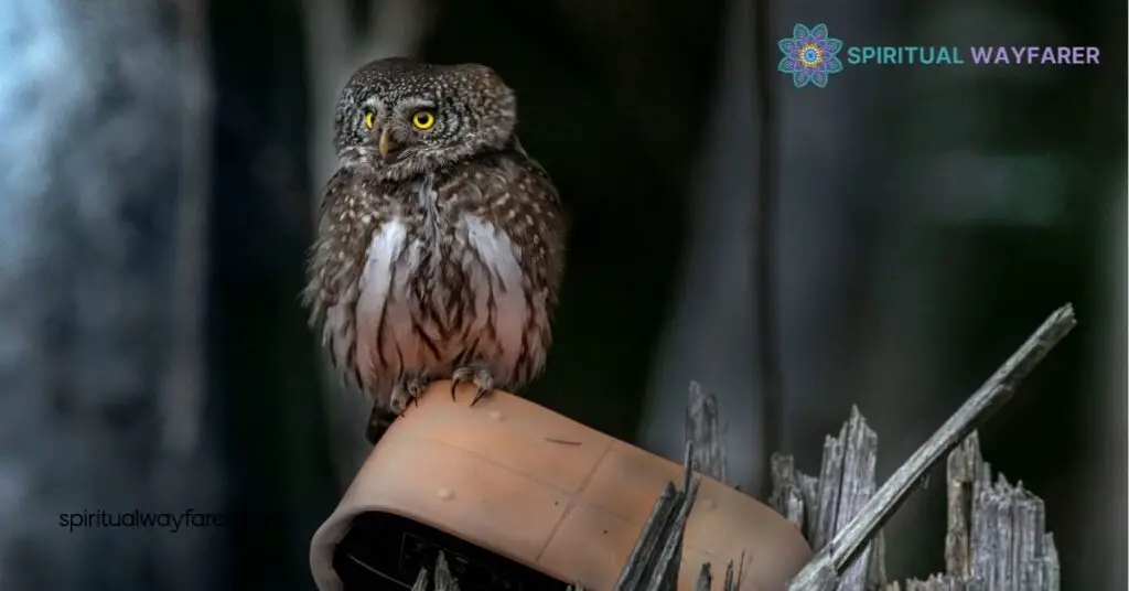 The Spiritual Meaning of Owl Hooting at Night: Unlock Hidden Messages 2 The Meaning Behind Owl Hooting at Night