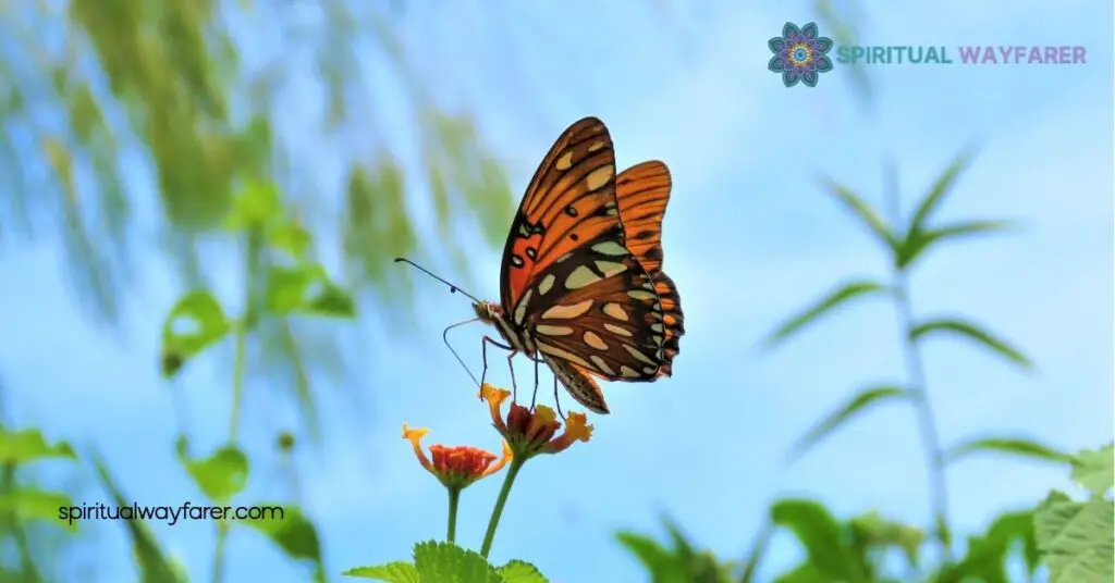 Butterfly Symbolism Revealed: How These Graceful Creatures Inspire Change 1 The Meaning Of Butterfly Symbolism