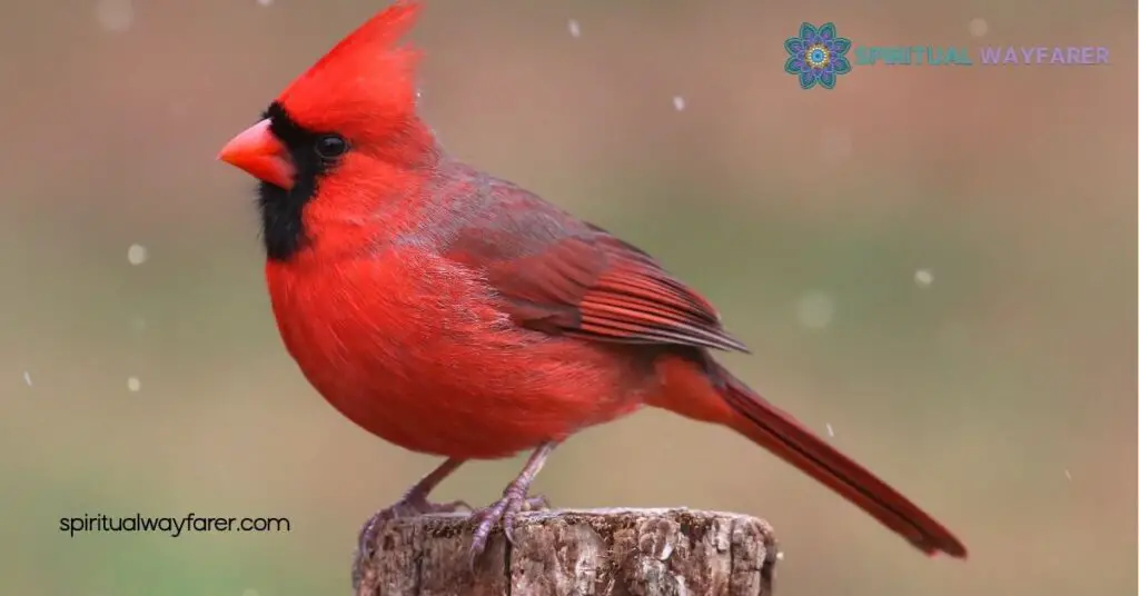 Unlocking Cardinal Symbolism: Discover the Hidden Meanings Behind These Red Birds 1 The Significance Of Cardinals In Various Cultures