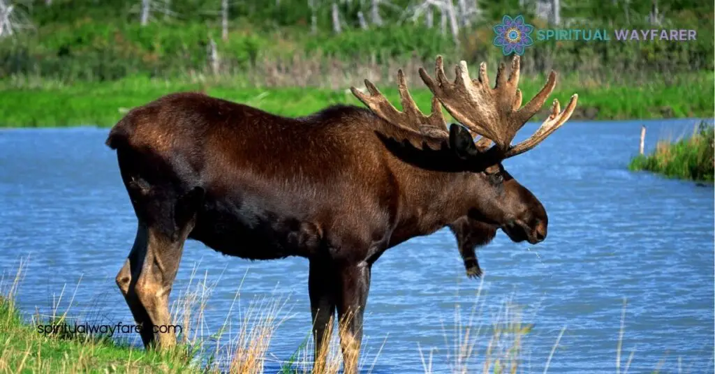 Unveiling Moose Symbolism: Discover Strength, Resilience & Personal Growth 1 The Significance Of Moose In Different Cultures