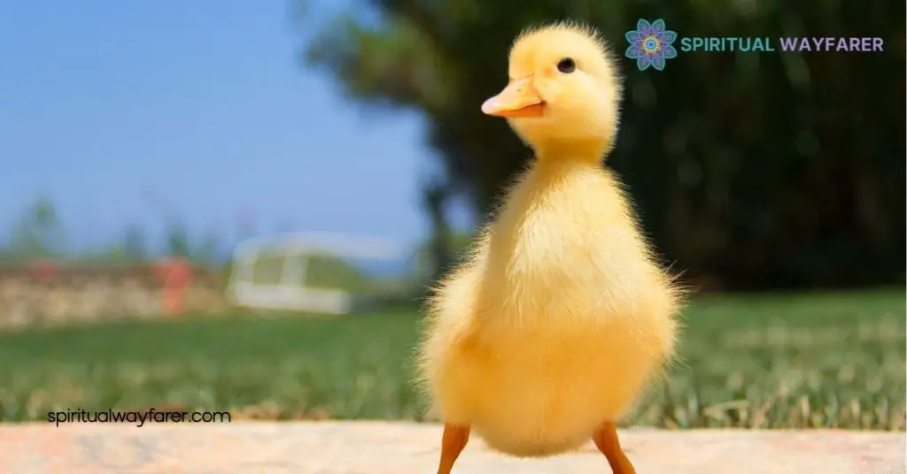 Unveiling Duck Symbolism: Discover the Hidden Meanings Behind These Resilient Birds 1 The Significance of Duck Symbolism