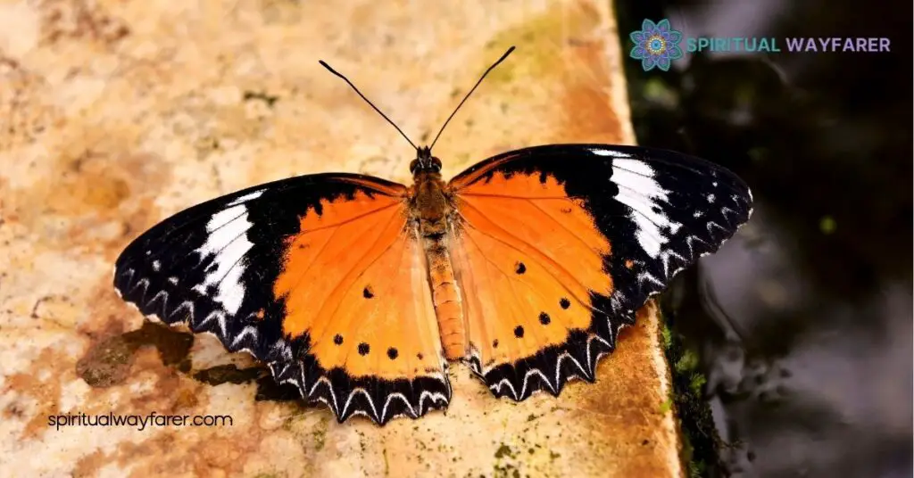 Unlock the Secrets: Orange Black Butterfly Spiritual Meaning Revealed 3 The Significance of the Orange Black Butterfly