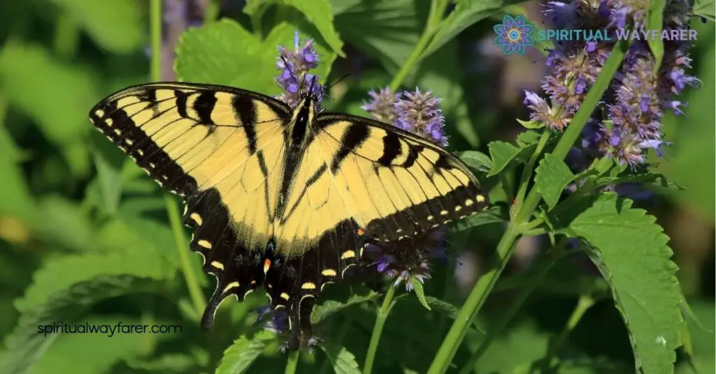 Exploring the Spiritual Meaning and Symbolism of the Tiger Swallowtail Butterfly 1 The Significance of the Tiger Swallowtail Butterfly