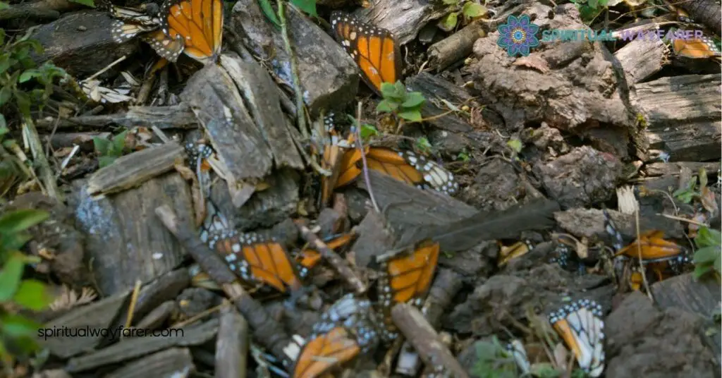 Dead Butterflies: The Spiritual Meaning and Symbolism You Need to Know 2 The Spiritual Significance of Dead Butterflies