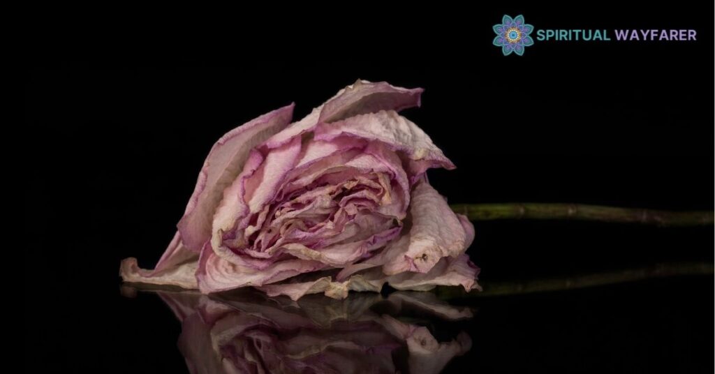 Dead Roses Spiritual Meaning: Unlock the Secrets of Transformation and Renewal 1 The Symbolism Of Dead Roses