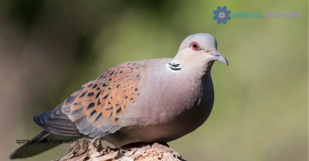 The Turtle Dove's Spiritual Meaning, Messages & Symbolism Explained 1 The Symbolism Of Turtle Doves
