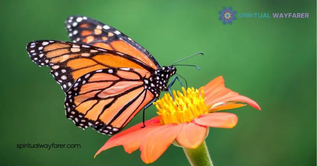 Unlock the Secrets: Orange Black Butterfly Spiritual Meaning Revealed 1 The Symbolism of Butterflies in Spirituality