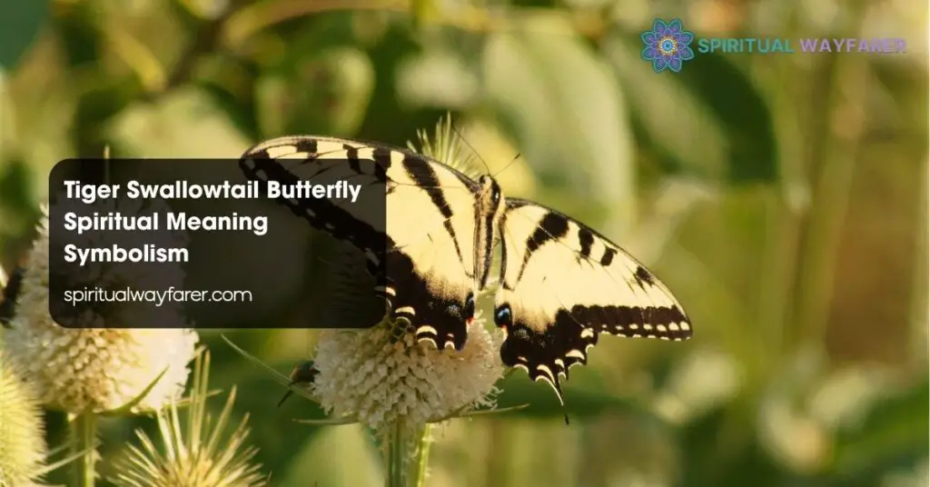 Tiger Swallowtail Butterfly Spiritual Meaning Symbolism