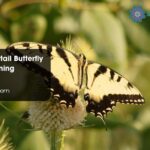 Tiger Swallowtail Butterfly Spiritual Meaning Symbolism
