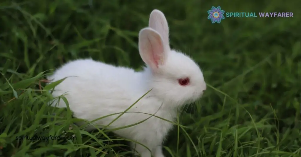 Rabbit Power Animal Meaning: Harness Its Strengths for Success 2 Traits Of The Rabbit Power Animal