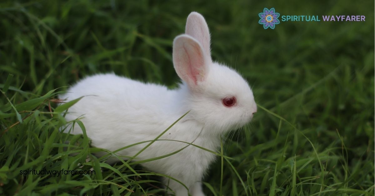 Rabbit Power Animal Meaning: Harness Its Strengths for Success