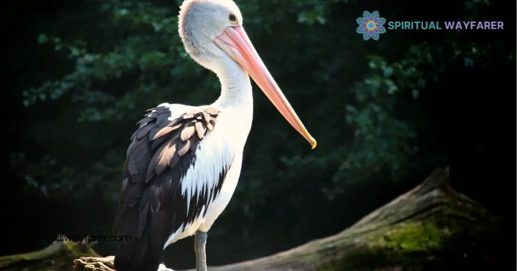 Pelican Spirit Animal Meaning: Symbolism, Traits, and Life Lessons 3 Traits of the Pelican Spirit Animal