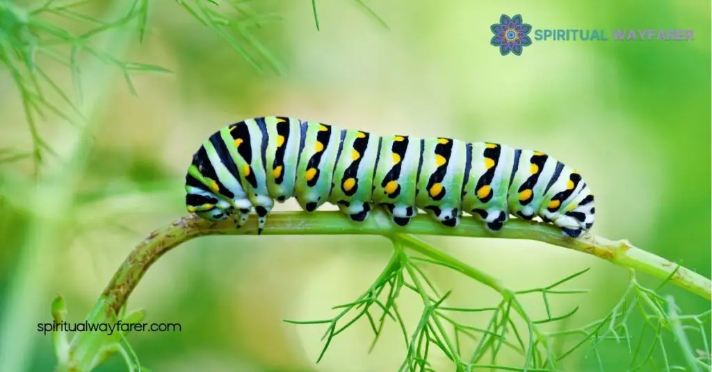 Caterpillar Symbolism: Discover Its Rich Meanings of Growth and Transformation 3 Transformation and Growth
