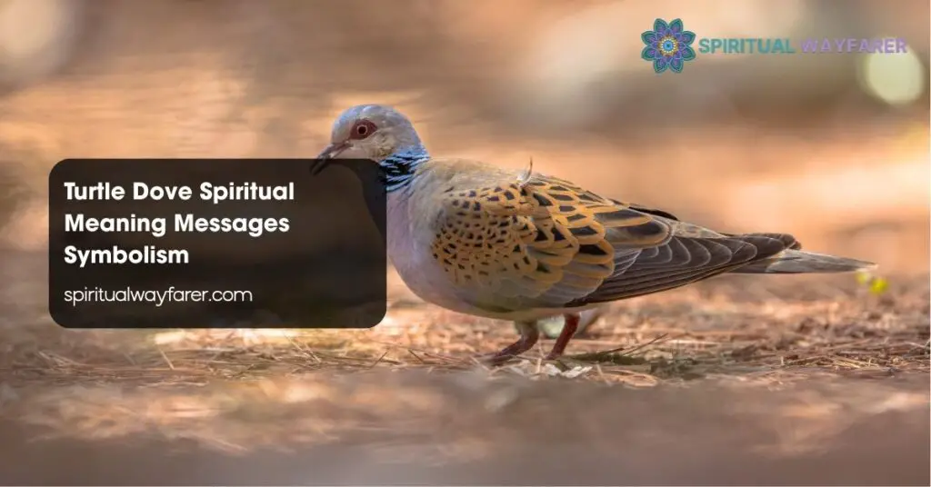 Turtle Dove Spiritual Meaning Messages Symbolism