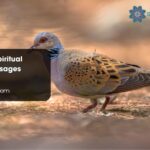 Turtle Dove Spiritual Meaning Messages Symbolism