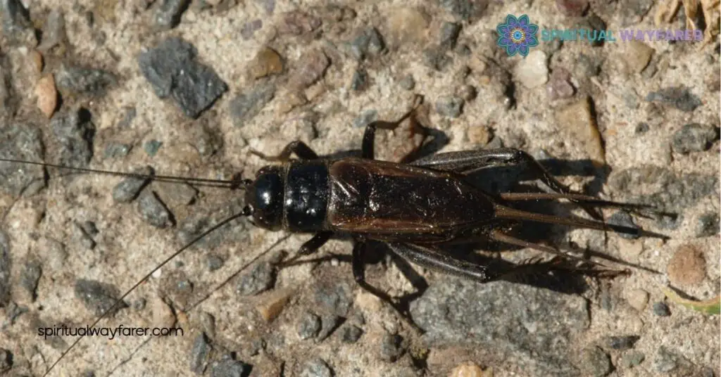 Finding a Black Cricket in Your House Meaning: Unlock Its Hidden Significance 1 Understanding Black Crickets