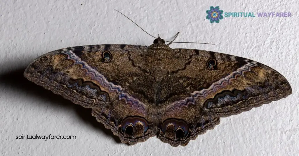 Black Moth Symbolism and Spiritual Meaning: Discover Their Mystical Significance 1 Understanding Black Moth Symbolism