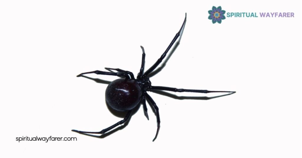 Black Spider Spiritual Meaning: Unlocking Symbols of Protection and Transformation 1 Understanding Black Spider Symbolism