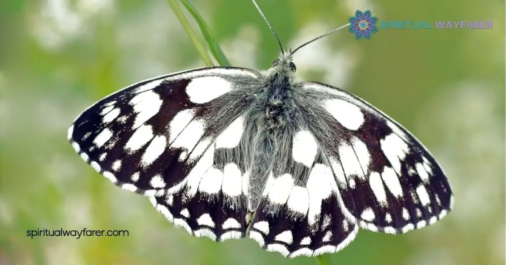 Unlocking the Spiritual Meaning & Symbolism of Black and White Butterflies 1 Understanding Black and White Butterflies