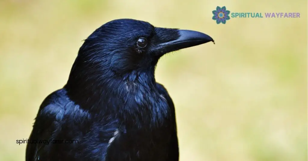 7 Crows Meaning Spiritual: Unlock the Symbolism and Transform Your Life 1 Understanding Crows in Spirituality