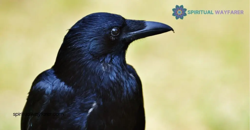 Unlocking the Spiritual Meaning of Seeing 3 Crows: What It Reveals About Your Journey 1 Understanding Crows in Spirituality