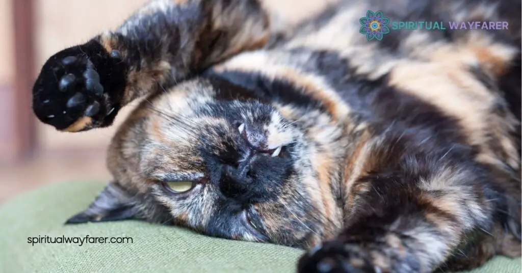 Spiritual Meaning of Dead Cat Dreams: What They Reveal About You 1 Understanding Dead Cat Dreams