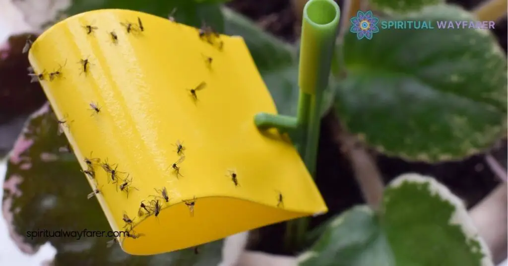 Discover the Spiritual Meaning of Gnats in Your House – Surprising Insights 1 Understanding Gnat Symbolism
