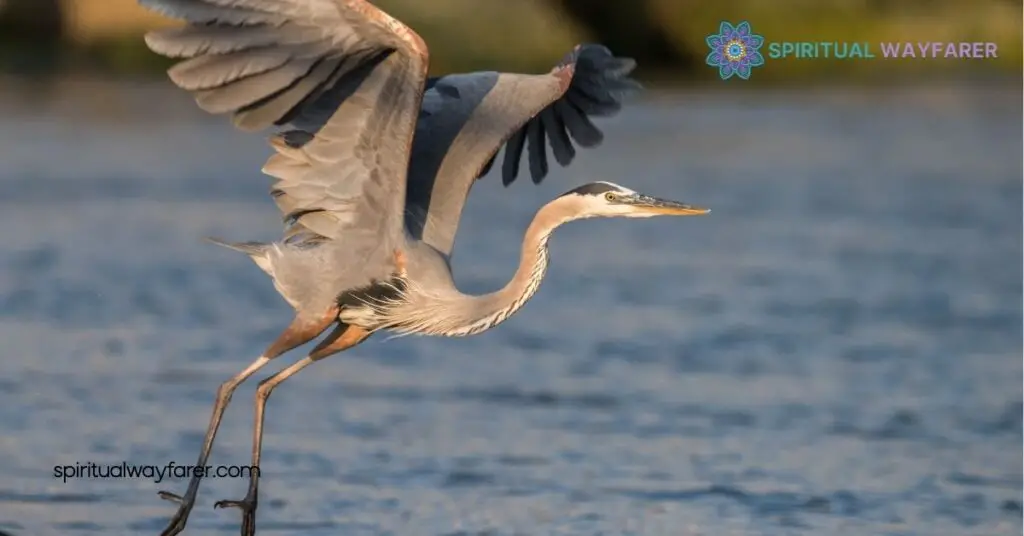 Heron Symbolism: Explore Grace, Wisdom & Cultural Meanings 1 Understanding Heron Symbolism
