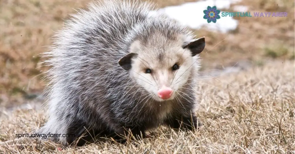 Unveiling Opossum Symbolism: Meanings, Traits, and Cultural Significance 1 Understanding Opossum Symbolism
