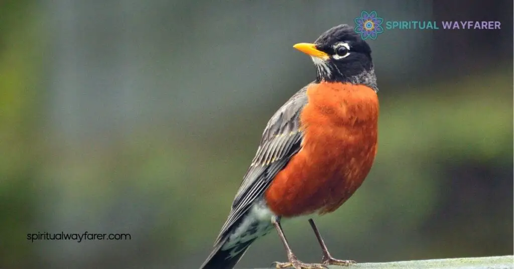 Robin Symbolism Explained: Uncover the Hidden Meanings Behind These Beloved Birds 1 Understanding Robin Symbolism